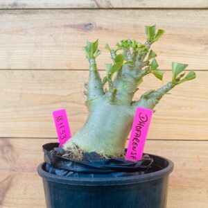 1811 53 Arabicum Dhofarense - F2 12 meses