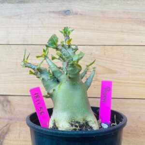 1811 56 Arabicum Popeye - F2 12 meses