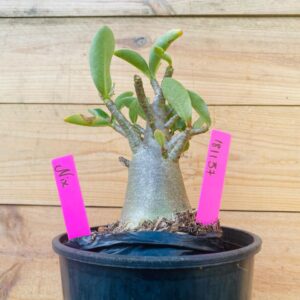 1811 57 Arabicum NIX - F2 12 meses