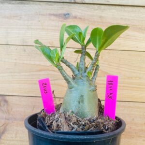 1811 58 Arabicum Zeus - F2 12 meses