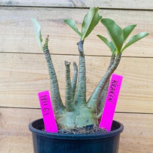 1811 61 Arabicum Kraken - F2 12 meses