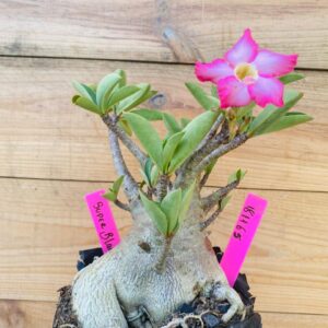 1811 65 Arabicum Super Black - F2 18 meses