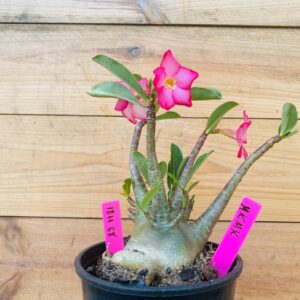 1811 68 Arabicum Mk Mk - F2 18 meses