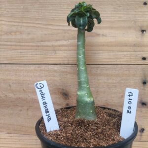 1710 02 Rosa do Deserto Mini Bodidharma