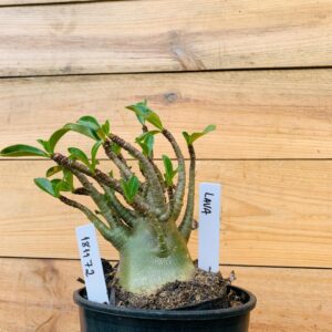 1811 72 Arabicum Lava - F2 12 meses