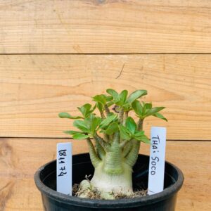 1811 74 Arabicum Thai Soco - F2 12 meses