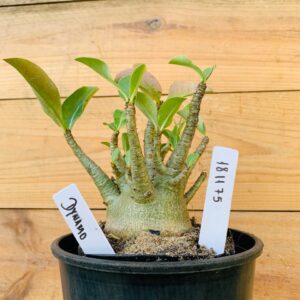 1811 75 Arabicum Dynamo - F2 12 meses