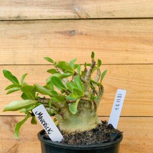 1811 77 Arabicum Maverick - F2 12 meses