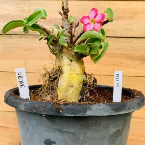 1811 79 Arabicum Mk Mk - F2 18 meses