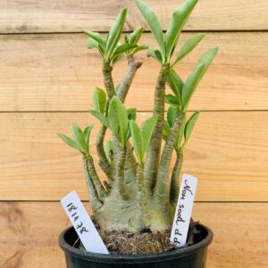 1811 78 Arabicum Nom Sod DD - F2 12 meses