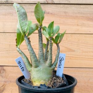 1811 80 Arabicum Brutos - F2 12 meses