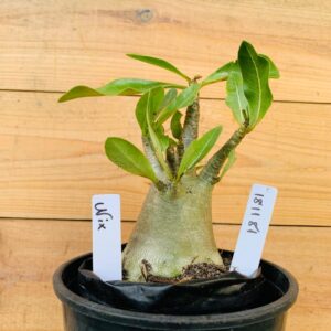 1811 81 Arabicum Nix  - F2 12 meses