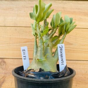 1811 82 Arabicum Dhofarense - F2 12 meses