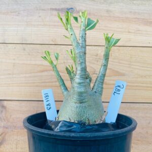 1811 83 Arabicum RBL - F2 12 meses