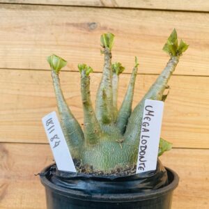 1811 84 Arabicum Megalodonte - F2 12 meses