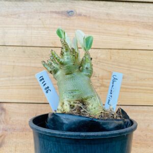 1811 86 Arabicum Abomination - F2 12 meses