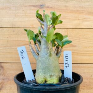 1811 87 Arabicum Thor - F2 12 meses