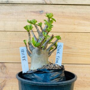 1811 88 Arabicum Black Thor - F2 12 meses