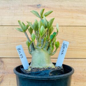 1811 89 Arabicum Jupiter - F2 12 meses