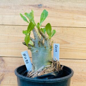 1811 90 Arabicum Zeus - F2 12 meses