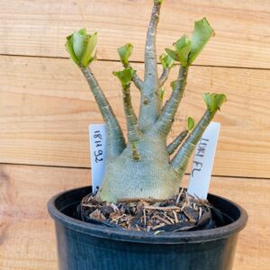 1811 92 Arabicum Loki - F2 12 meses