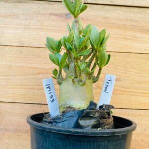 1811 93 Arabicum Tyson - F2 12 meses