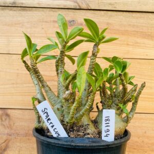 1811 94 Arabicum Spartacus - F2 12 meses