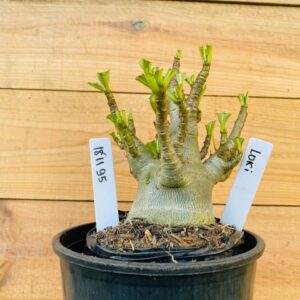 1811 95 Arabicum Loki - F2 12 meses