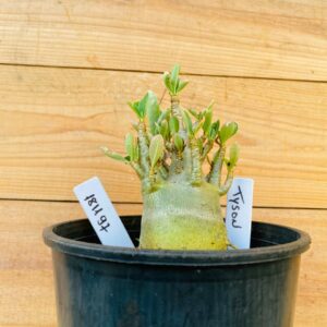 1811 97 Arabicum Tyson - F2 12 meses