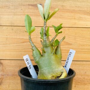 1811 99 Arabicum Galvatron - F2 12 meses