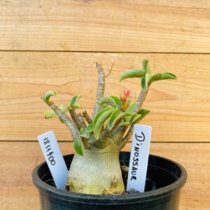 1811 100 Arabicum Dinossaur - F2 12 meses