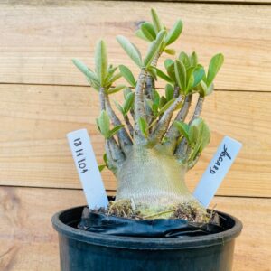 1811 101 Arabicum Asgard - F2 12 meses