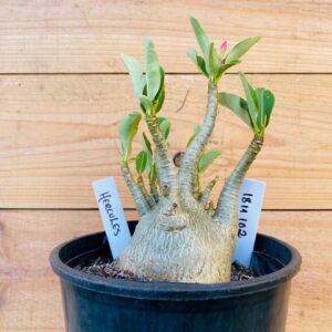 1811 102 Arabicum Hercules - F2 12 meses