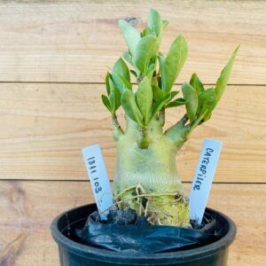 1811 103 Arabicum Cartepiller - F2 12 meses