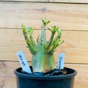 1811 104 Arabicum Dinossaur - F2 12 meses