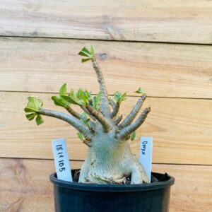 1811 105 Arabicum Onyx - F2 12 meses