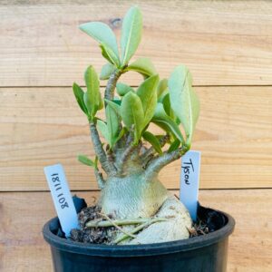 1811 108 Arabicum Tyson - F2 12 meses