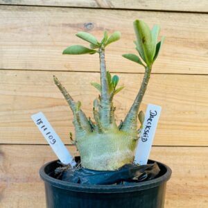 1811 109 Arabicum Darkseid - F2 12 meses