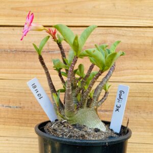 1911 01 Arabicum Godji Dk - F2 12 meses