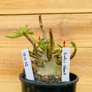 1911 02 Arabicum Godji Champ - F2 12 meses