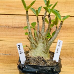 1911 04 Arabicum Thai Soco - F2 12 meses