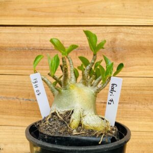 1911 07 Arabicum Godji - F2 12 meses