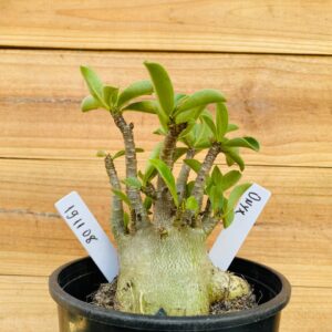 1911 08 Arabicum Onyx - F2 12 meses