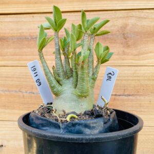 1911 09 Arabicum RBL - F2 12 meses