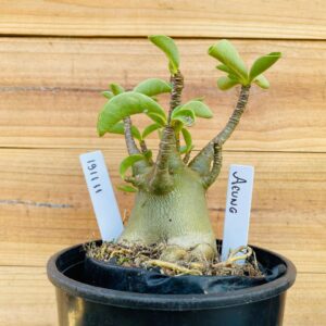 1911 11 Arabicum Aeung - F2 12 meses