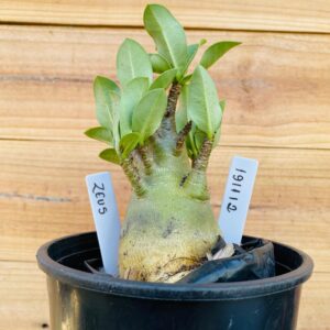 1911 12 Arabicum Zeus - F2 12 meses