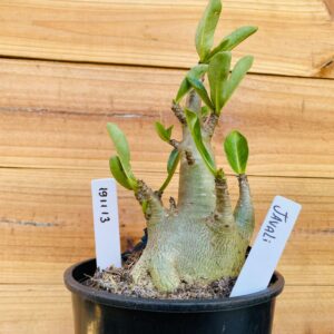 1911 13 Arabicum Javali - F2 12 meses