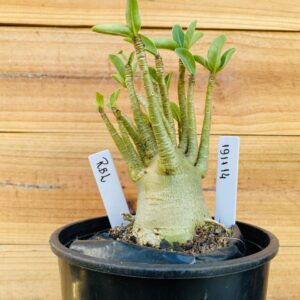 1911 14 Arabicum RBL - F2 12 meses