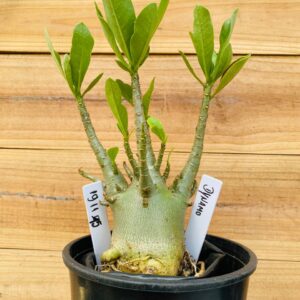 1911 15 Arabicum Dynamo - F2 12 meses