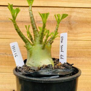 1911 16 Arabicum Nom Sod DD - F2 12 meses